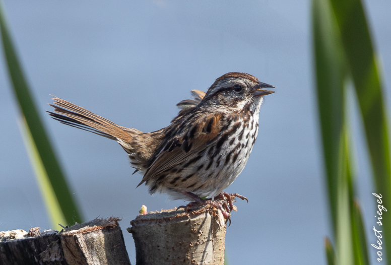 emily renzel wetlands 2025